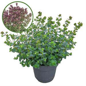 Bild von Vp Origanum P19 Deco Purple